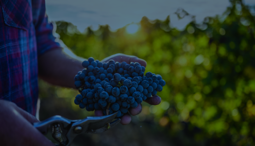 Wine Maker Creates the Perfect Blend of Efficiency and Productivity by Upgrading Their CMMS